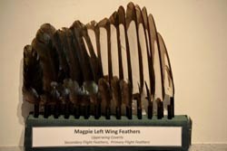 wing